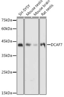 Western Blot: WDR68 Antibody [NBP2-95210] - Western blot analysis of extracts of various cell lines, using WDR68 antibody (NBP2-95210) at 1:1000 dilution. Secondary antibody: HRP Goat Anti-Rabbit IgG (H+L) at 1:10000 dilution. Lysates/proteins: 25ug per lane. Blocking buffer: 3% nonfat dry milk in TBST. Detection: ECL Basic Kit. Exposure time: 10s.